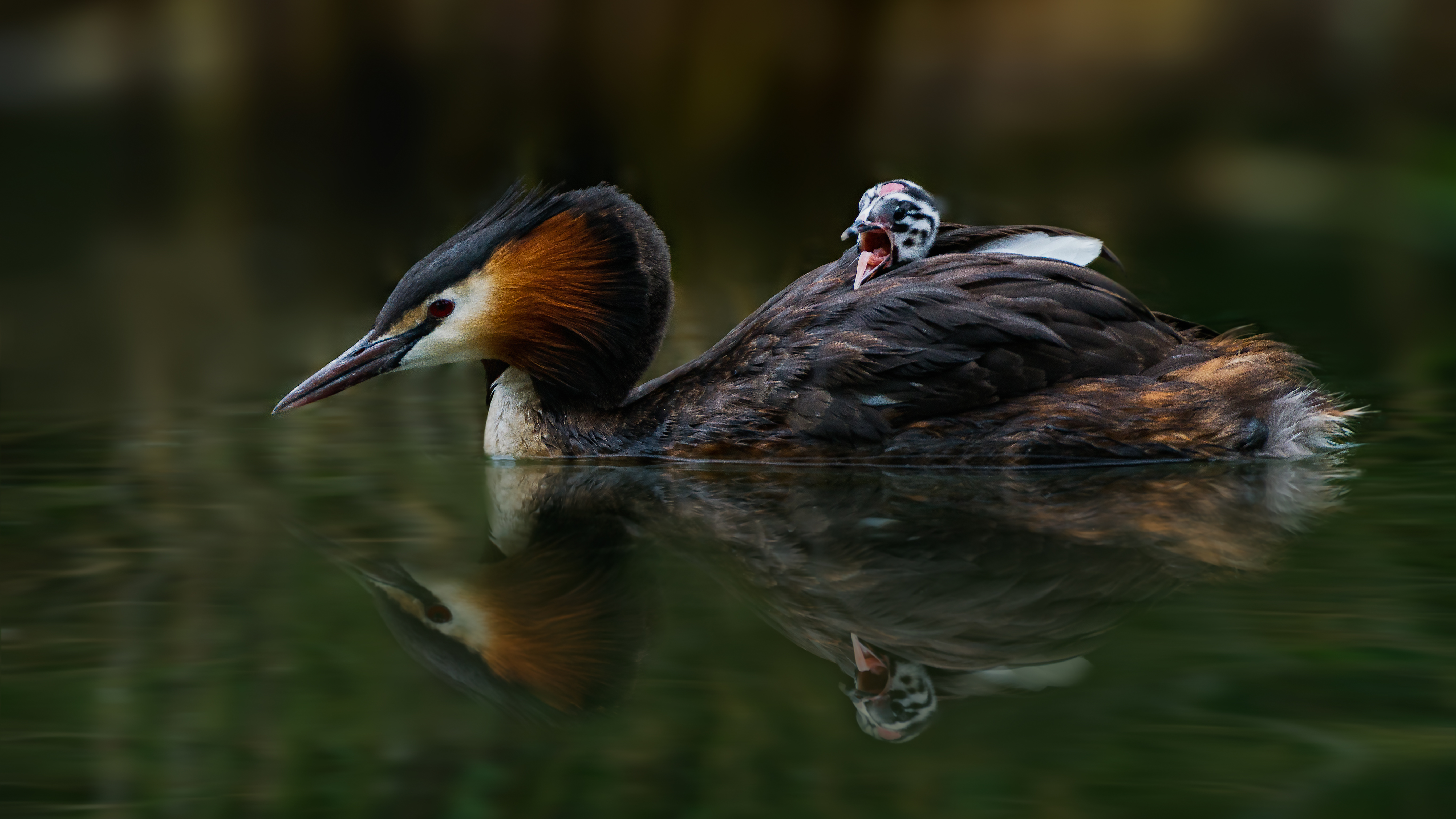 Grebe (14)